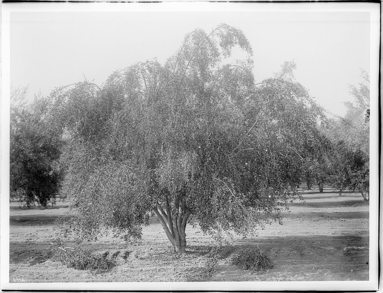 Olives on a tree