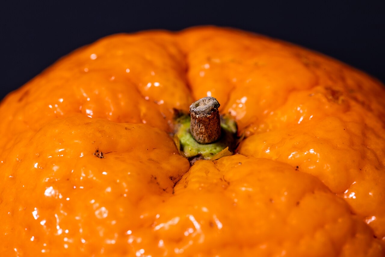 Oranges on a citrus tree