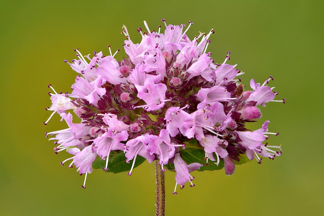 An oregano plant (Origanum vulgare)