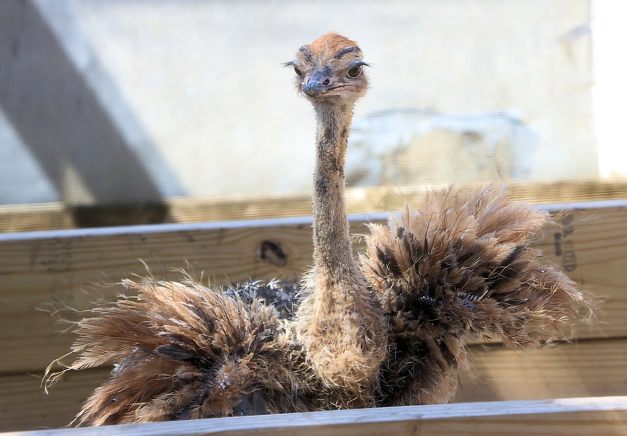 Farmed ostriches