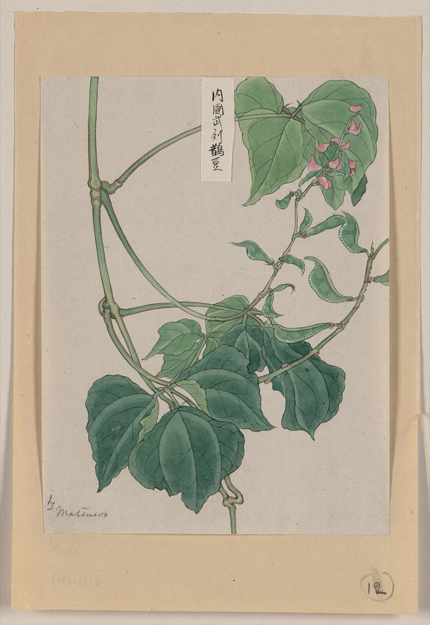 Pea pods on the plant