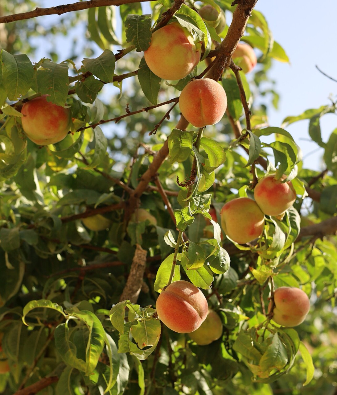 Peaches on a tree