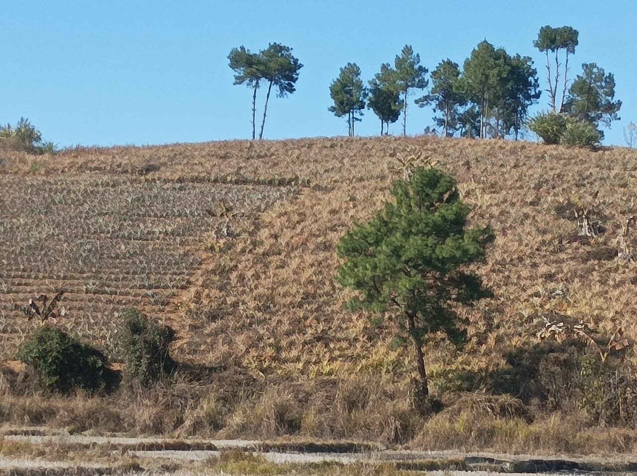 A pineapple plant