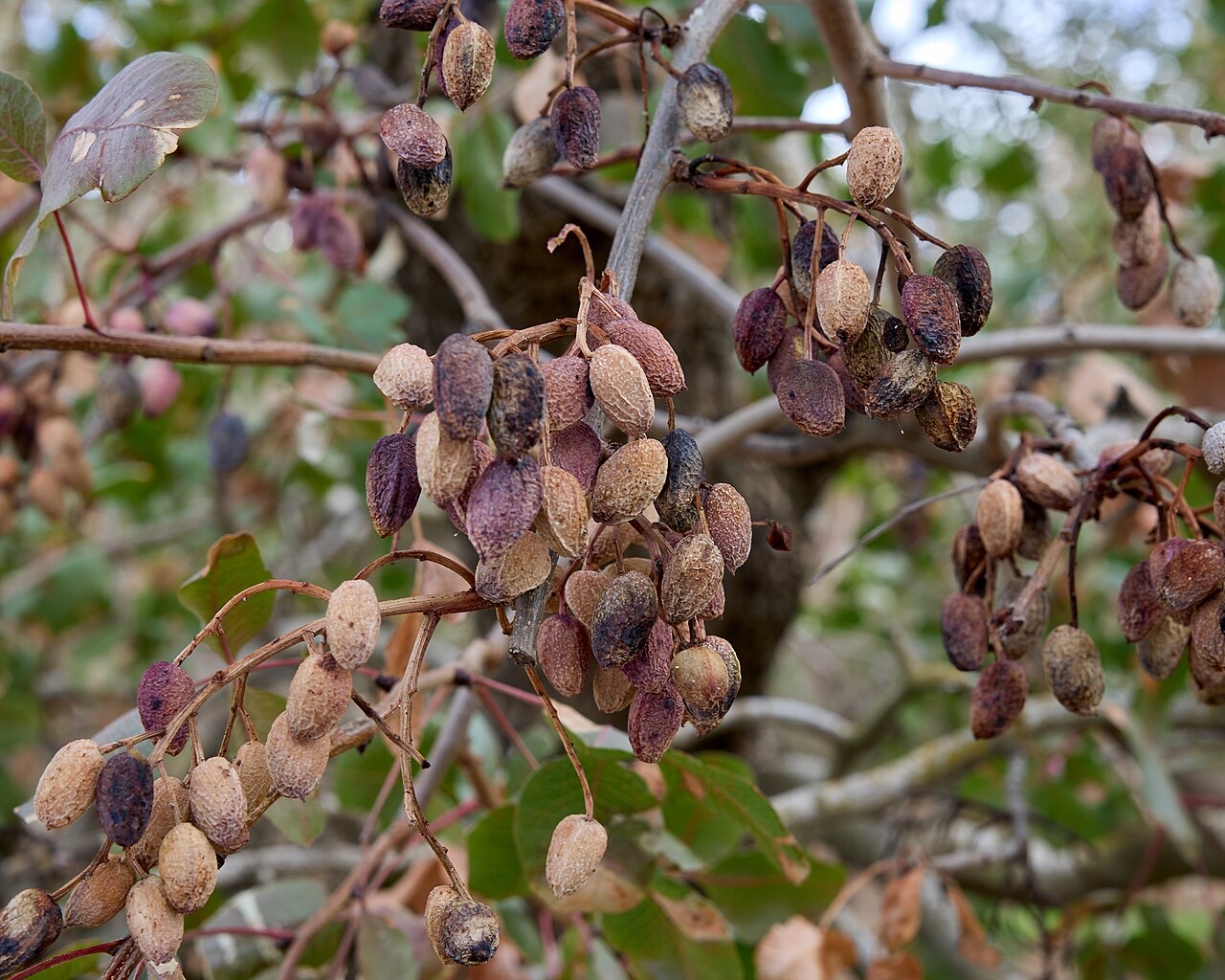 Pistachios on a tree