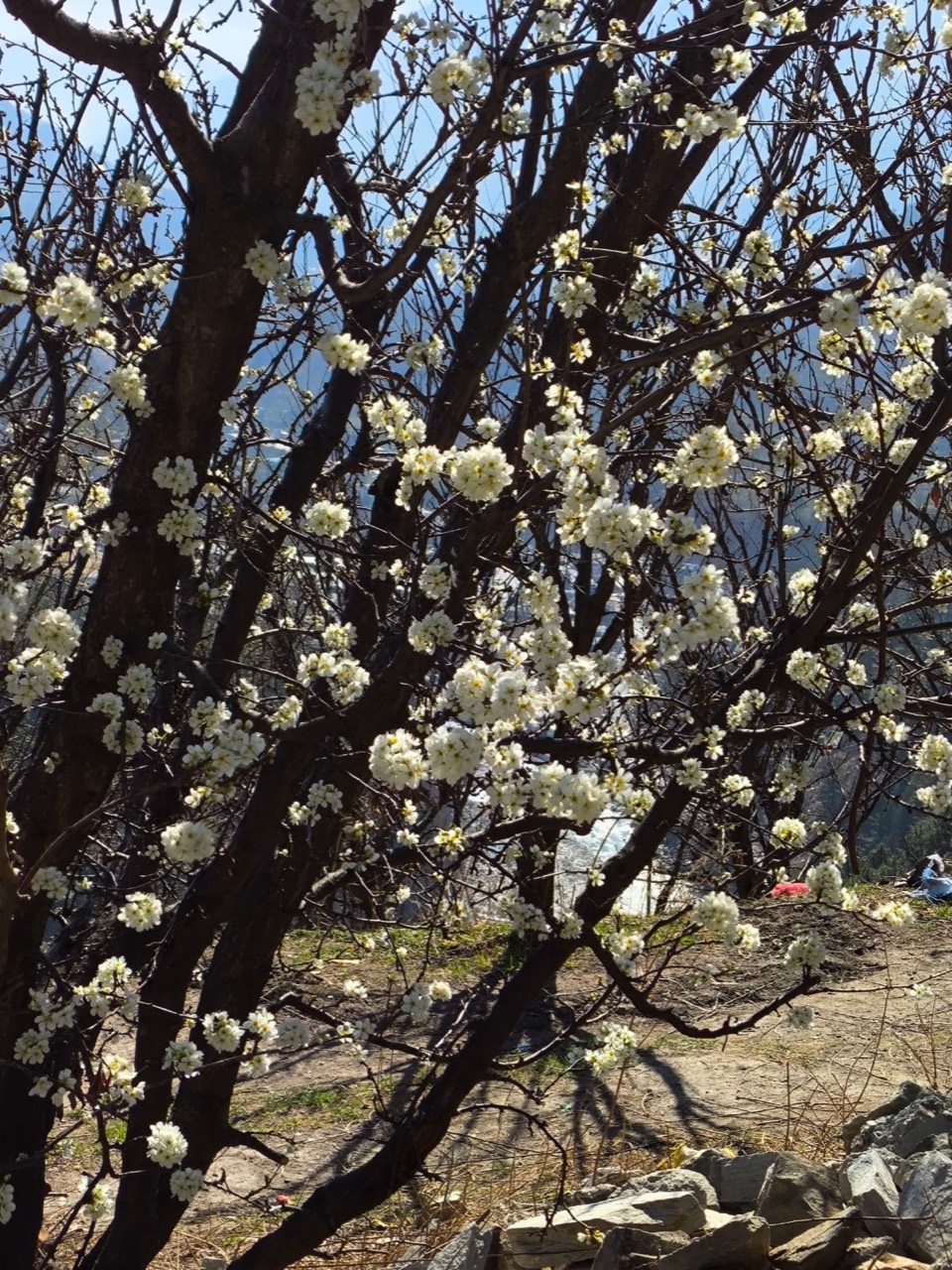 Plums on a tree