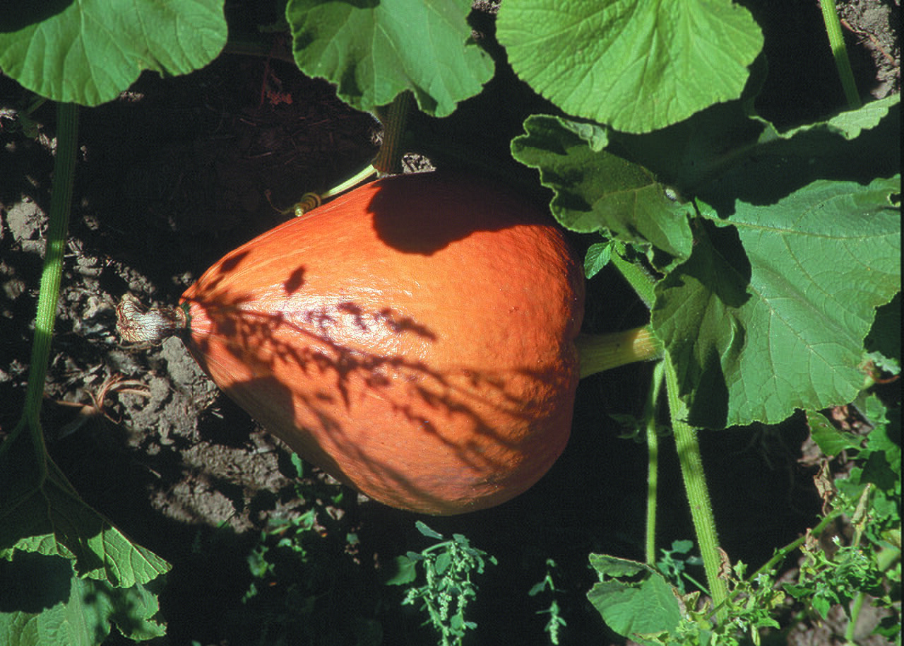 Pumpkins in a field