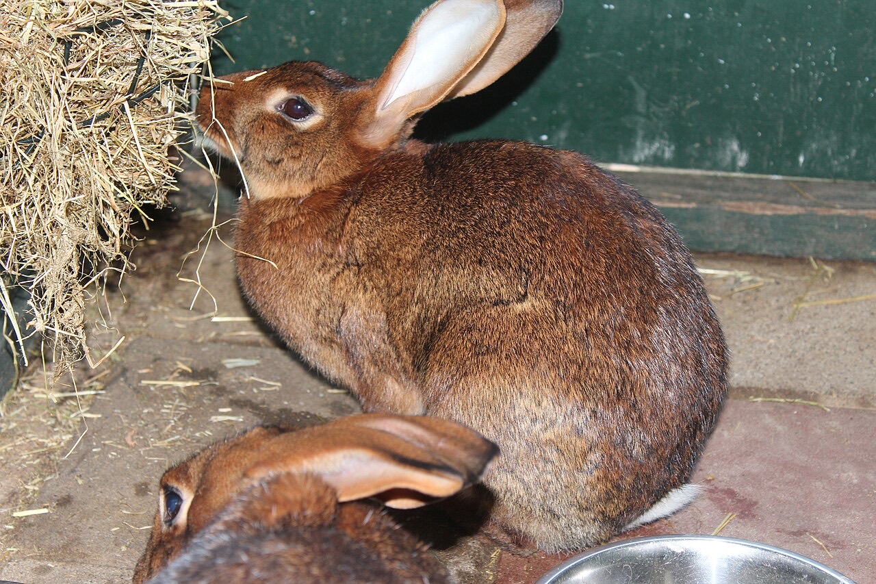 A domestic rabbit