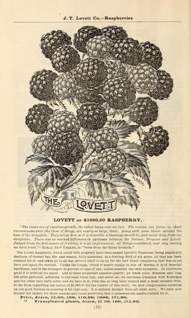 Ripe raspberries on the plant