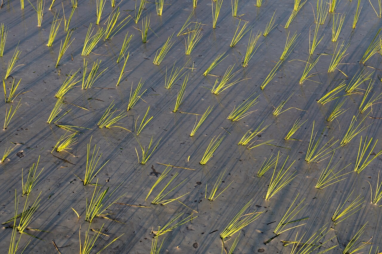 A flooded rice paddy field
