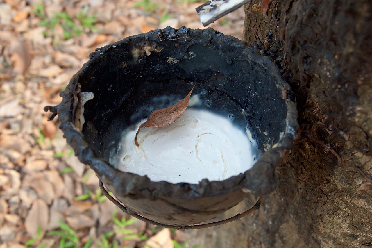 A rubber plantation