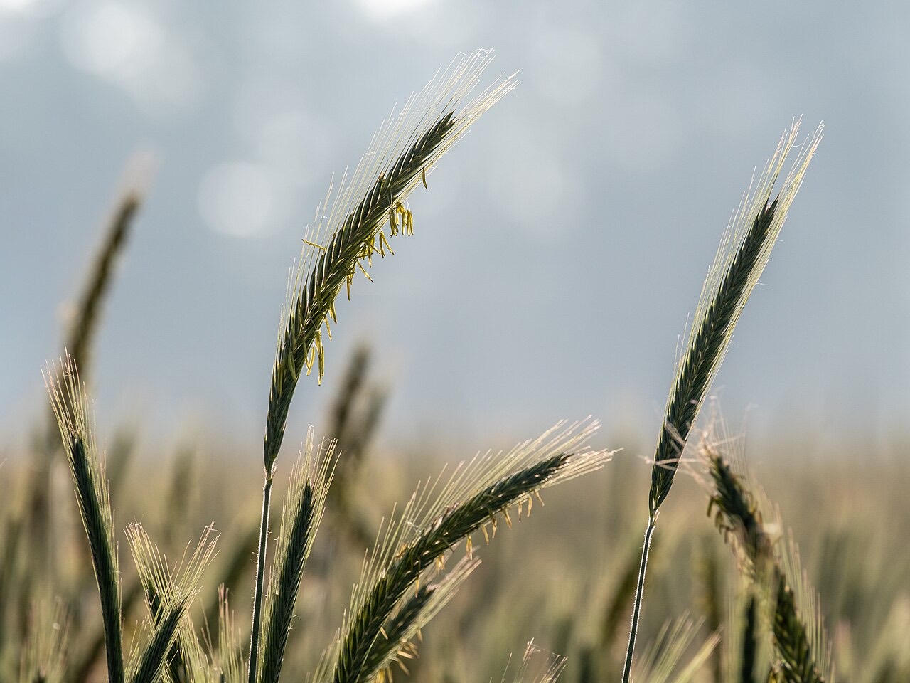 A field of rye