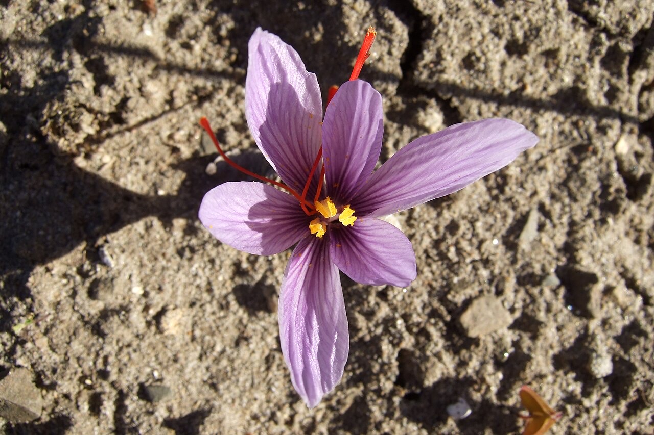 Saffron crocus flowers