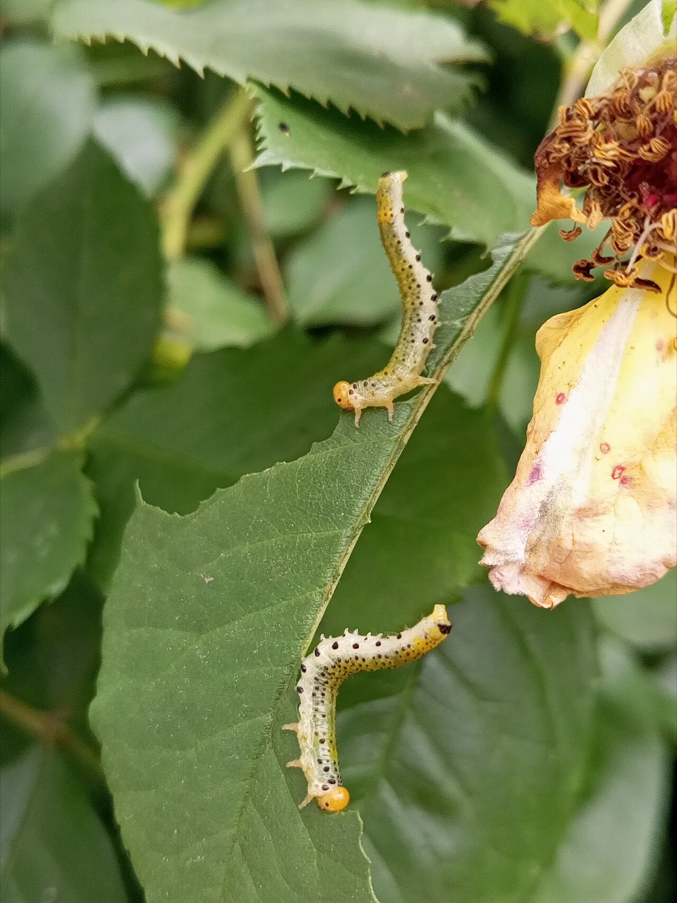 A sawfly larva