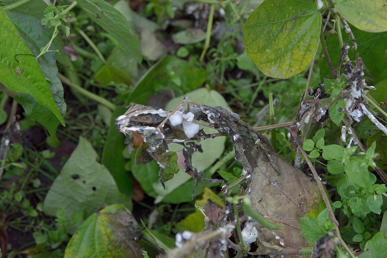 Sclerotinia (white mould) with sclerotia on a stem