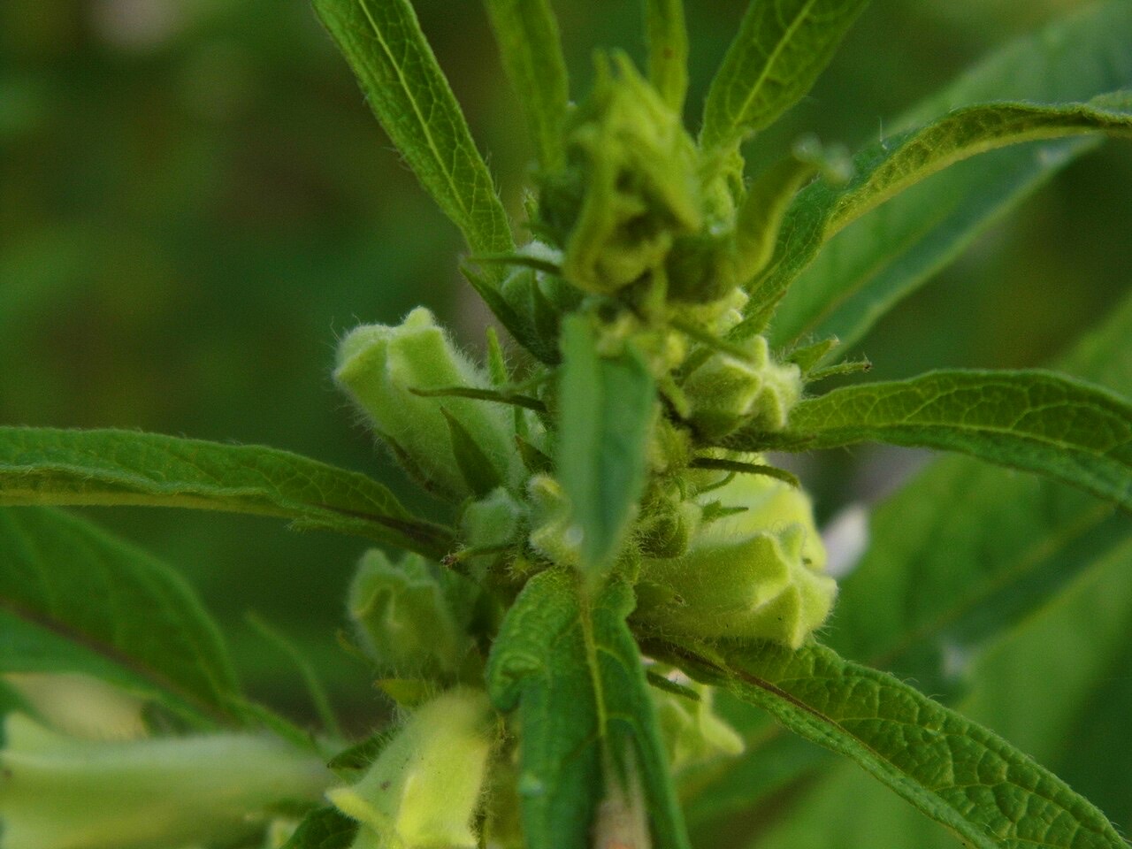 A sesame crop