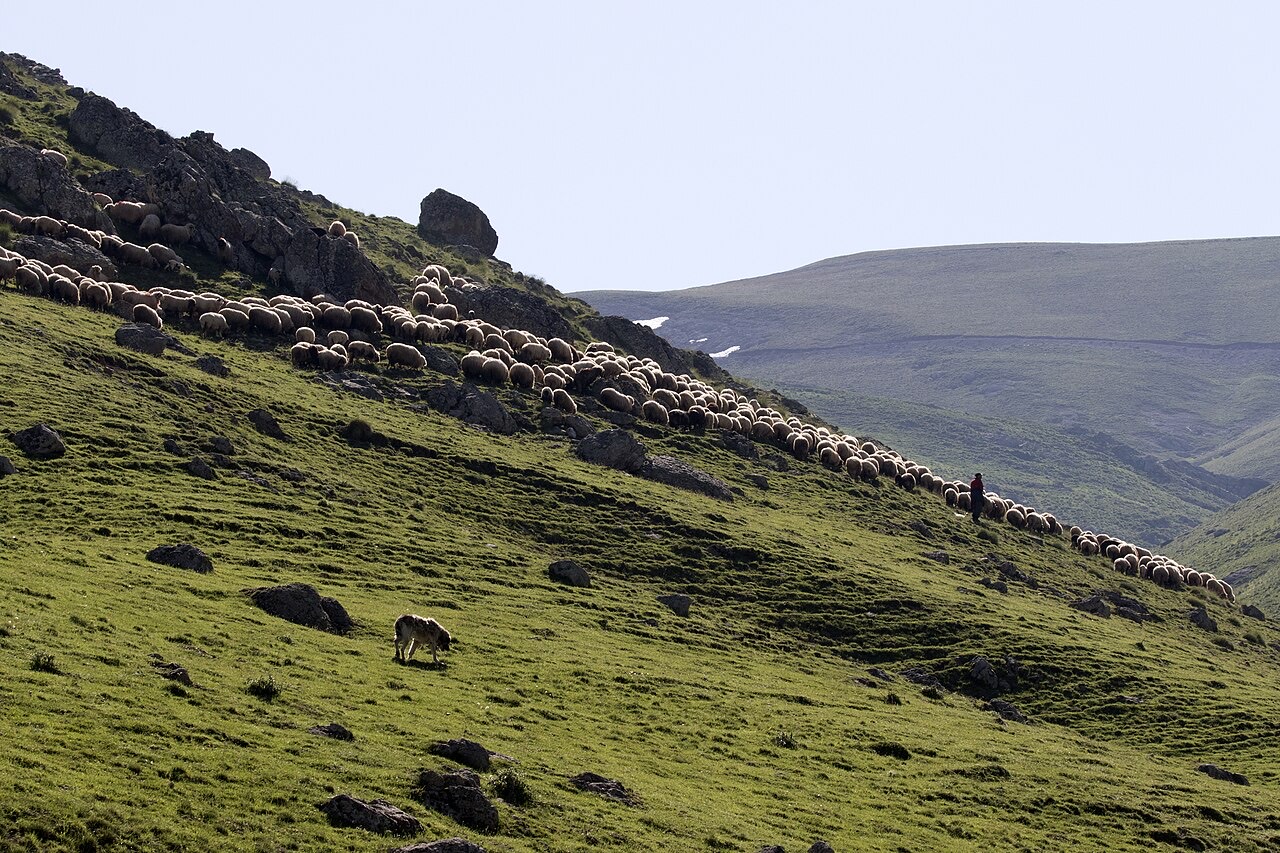 A flock of sheep