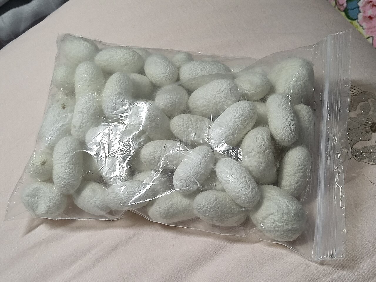 Silkworms