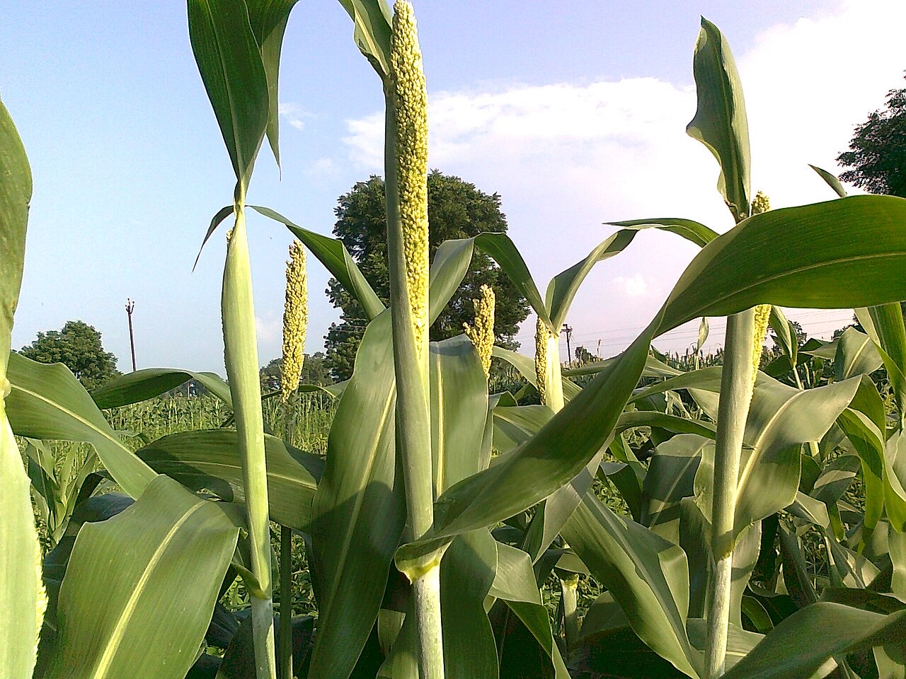 A field of sorghum