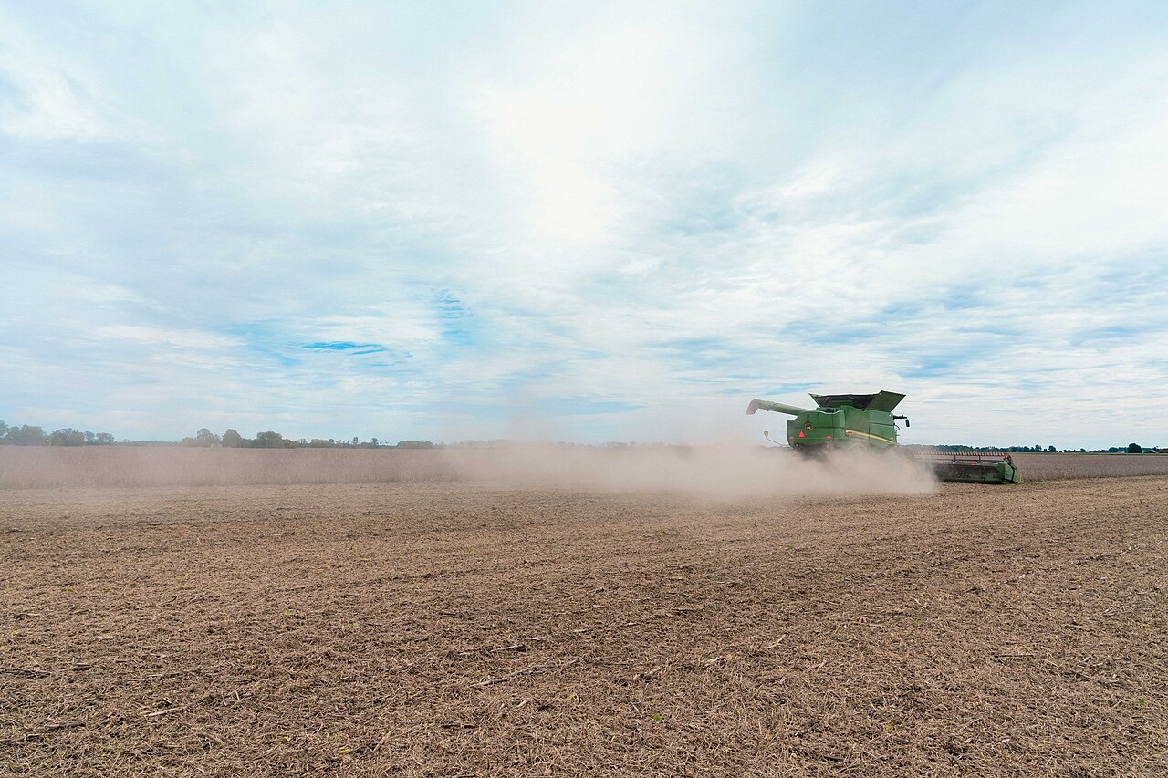 A soybean field
