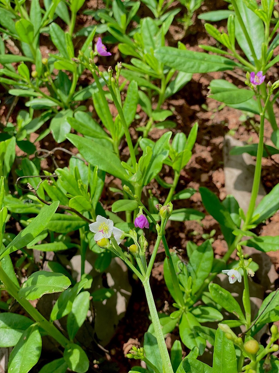 Spinach leaves growing