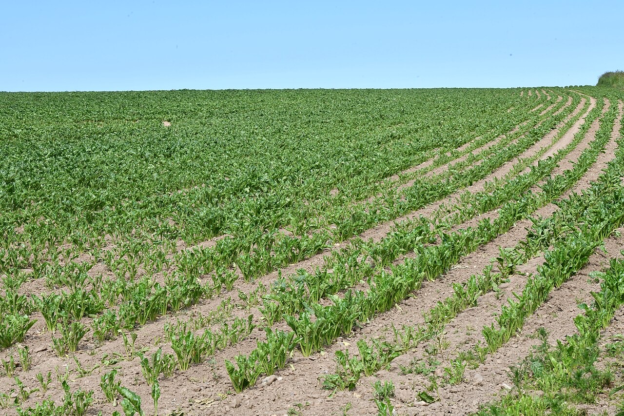 A sugar beet crop