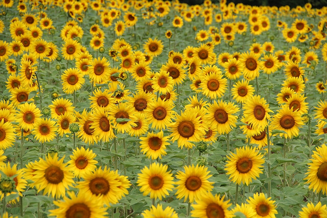 A field of sunflowers