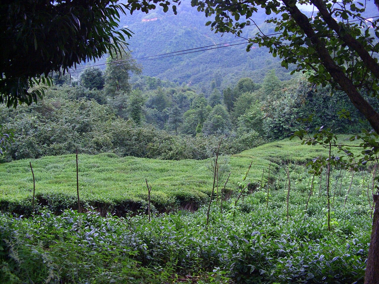 A tea plantation
