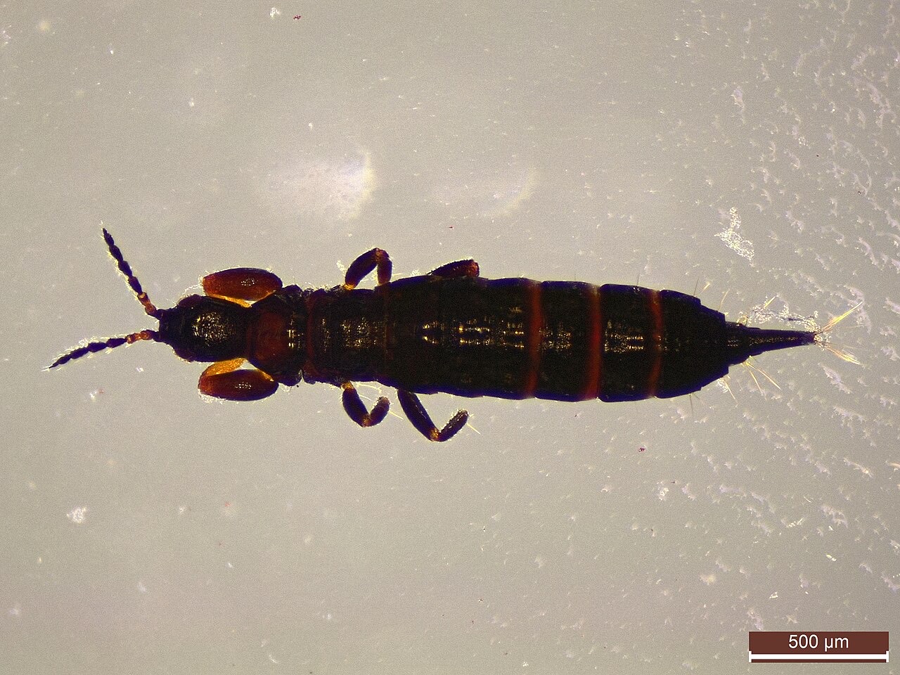 A thrips insect