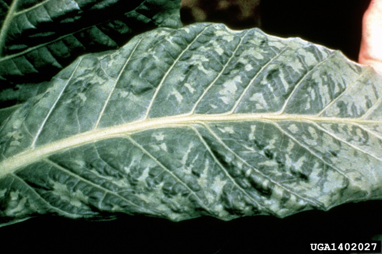 Mosaic virus symptoms on a leaf