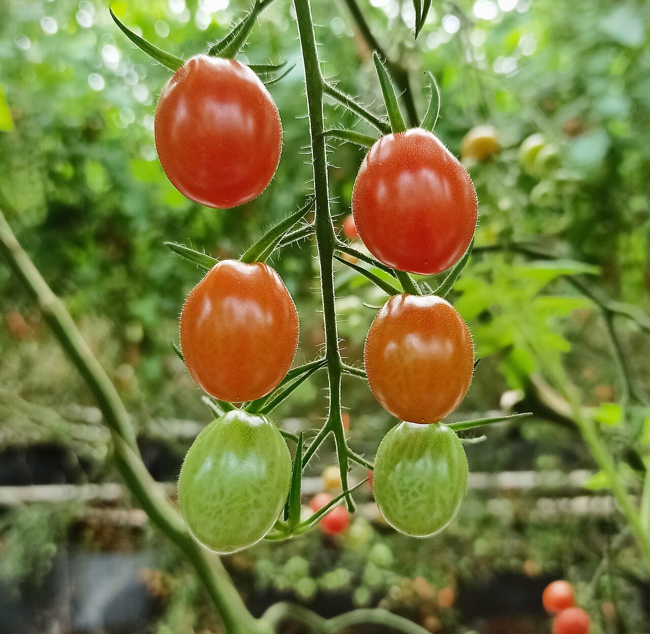 Ripe tomatoes on the plant