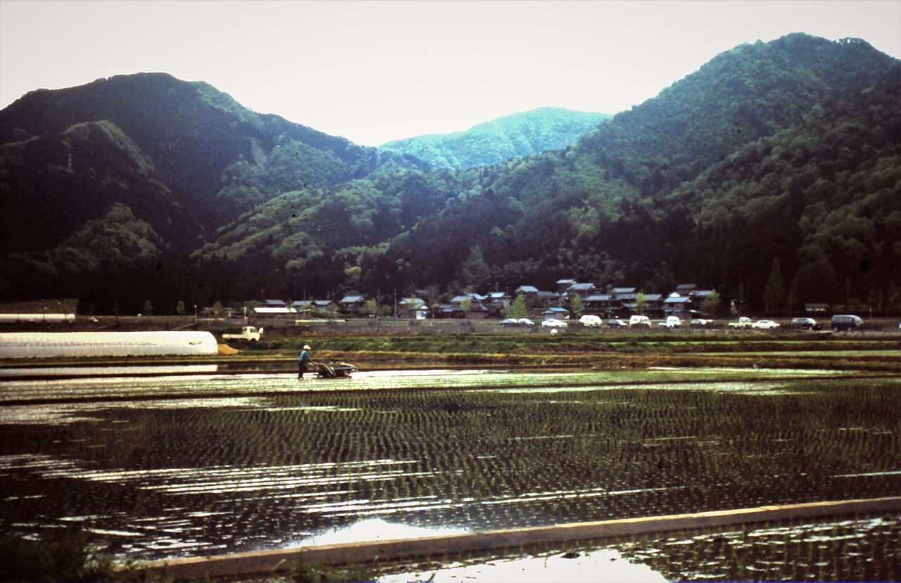 A mechanical rice transplanter