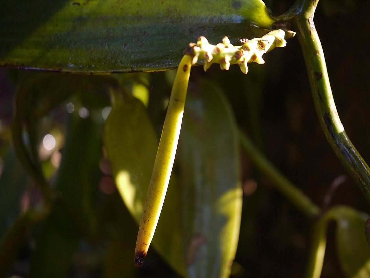 Vanilla pods