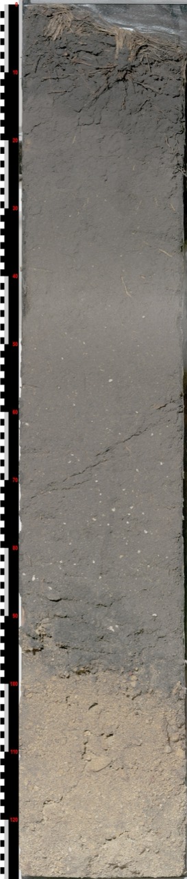 A volcanic soil (Andosol) profile