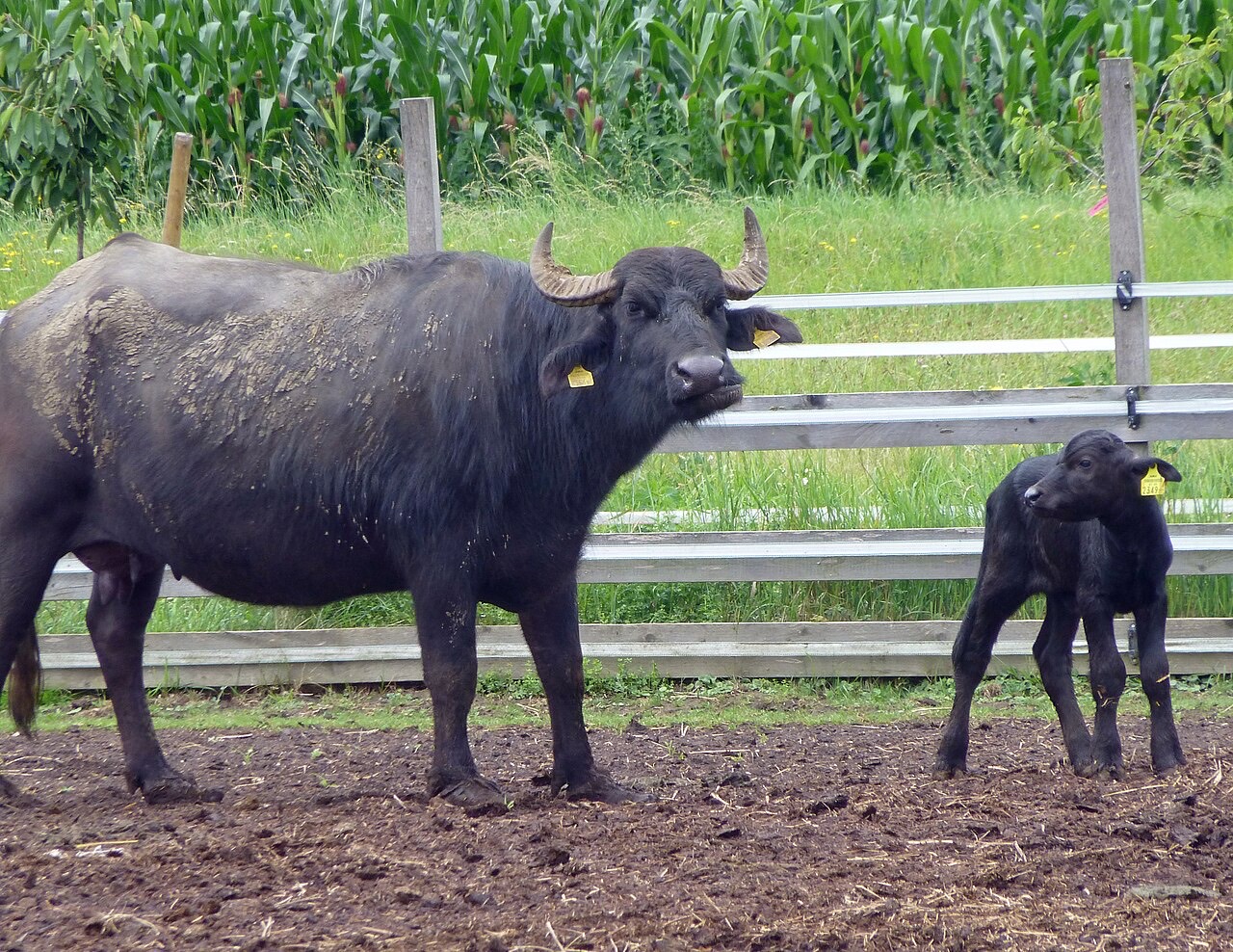 Water buffalo