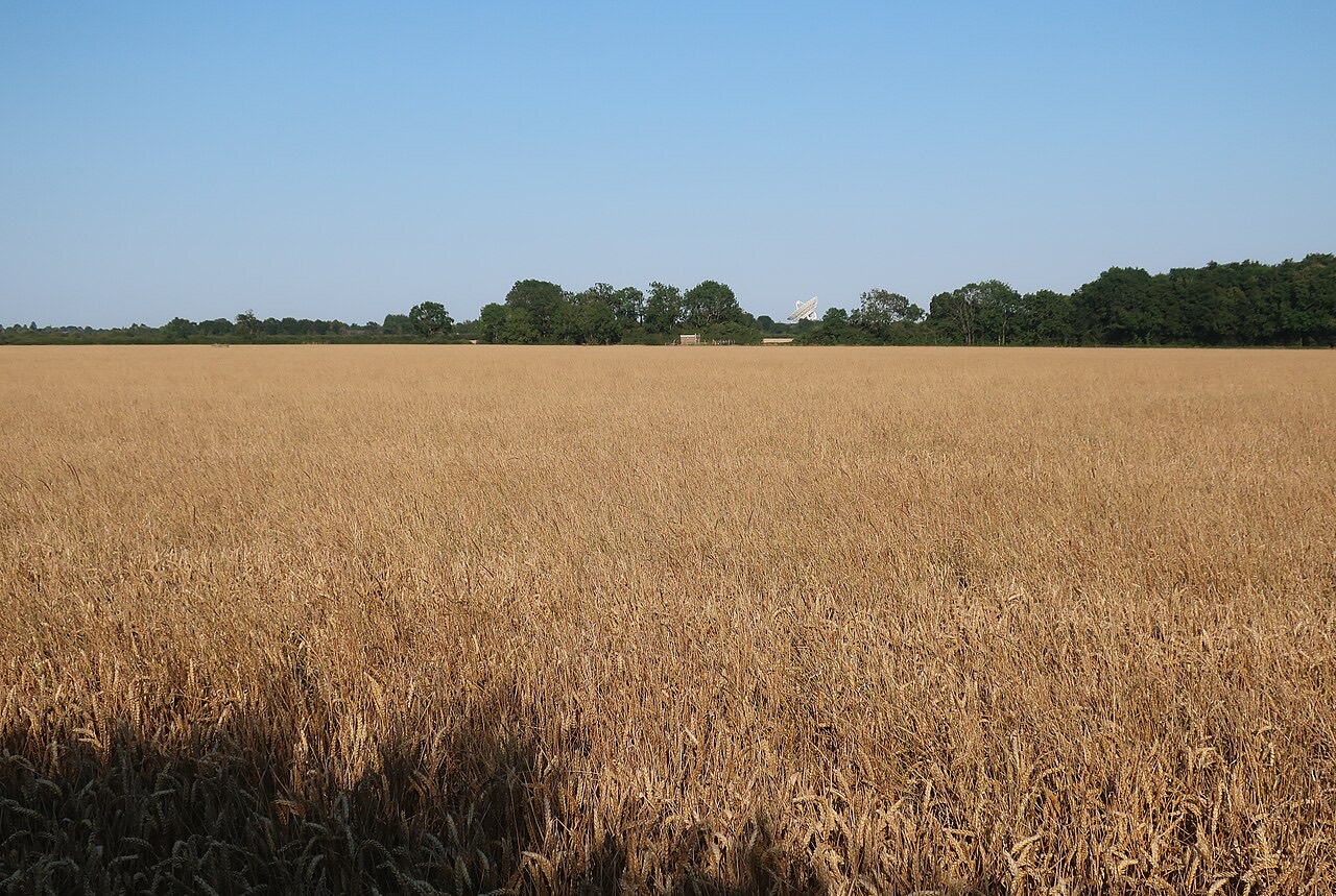 A field of ripening wheat