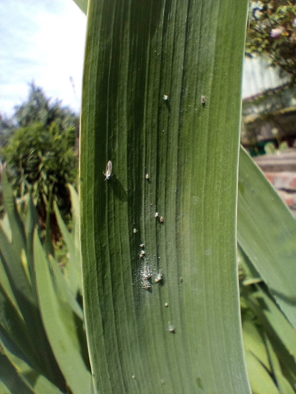 Whiteflies on the underside of a leaf
