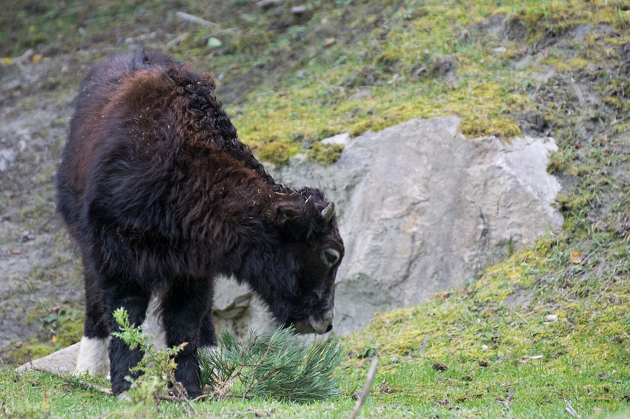 A domestic yak