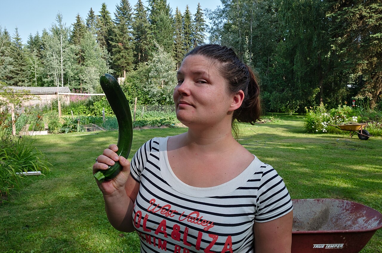 A zucchini on the plant